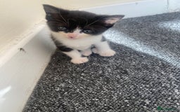 Domestic Shorthair cats for sale: Adorable Black & White Kittens  - Image 10