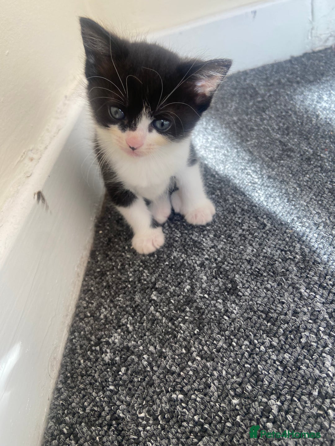 Domestic Shorthair cats for sale: Adorable Black & White Kittens  - Image 10