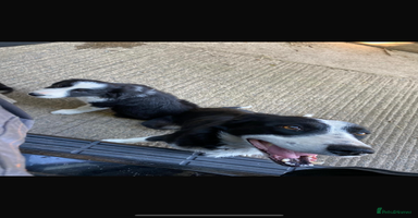 Border Collie dogs - Advert 7