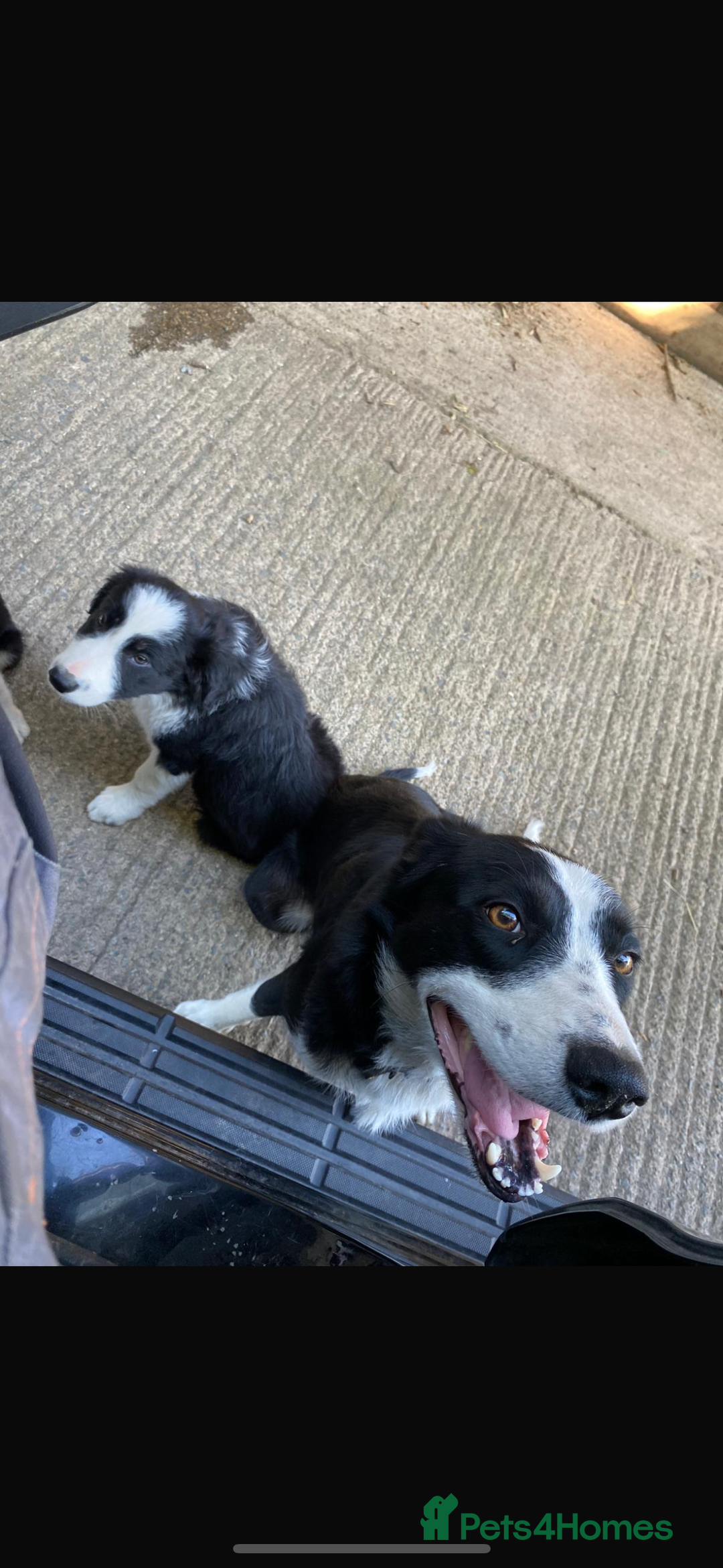 Border Collie dogs for sale: Beautiful Border Collie Puppy - Image 2