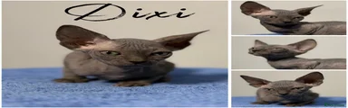 Dixi