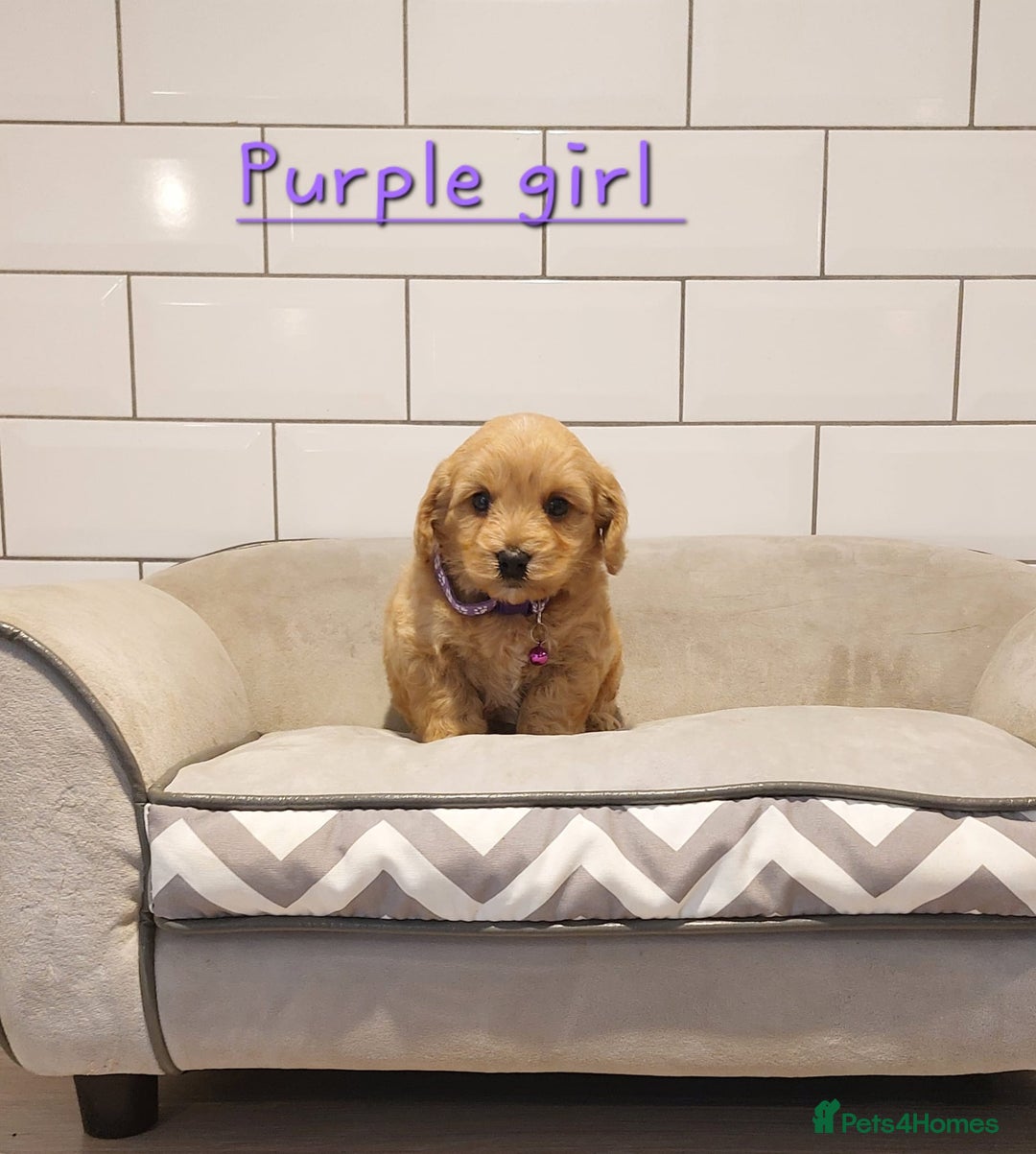 Cavachon dogs for sale: Cavapoochon puppies 💕 - Advert 9