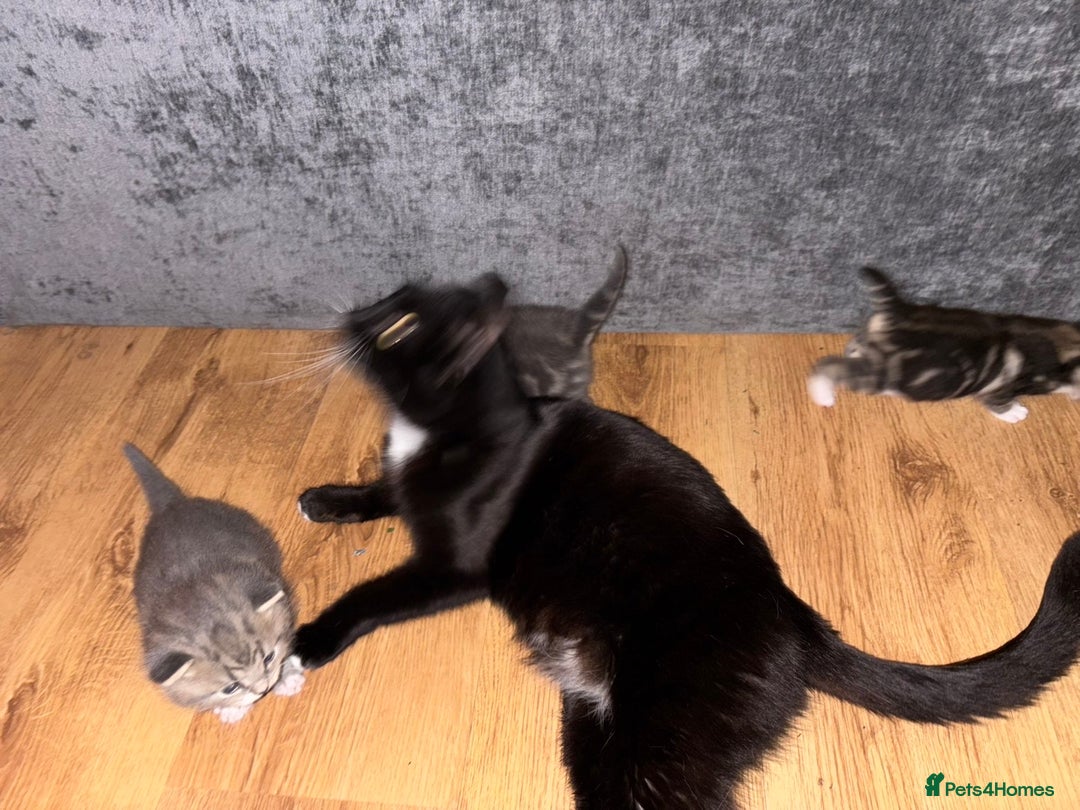 Mixed Breed cats for sale: 2 Grey (blue) and one darker tabby kittens  - Advert 11