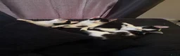 Mixed Breed cats for sale: Kittens  - Advert 3