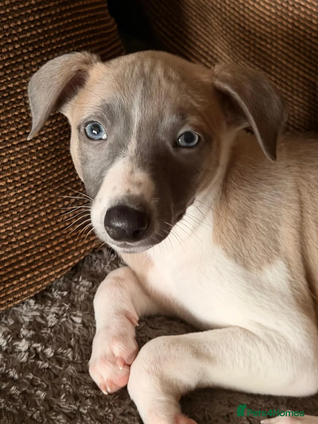 Whippet dogs for sale: KC Reg Bitch Blue/Fawn & White - Advert 3