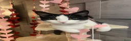 Domestic Shorthair cats for sale: 2 beautiful cats - Advert 1