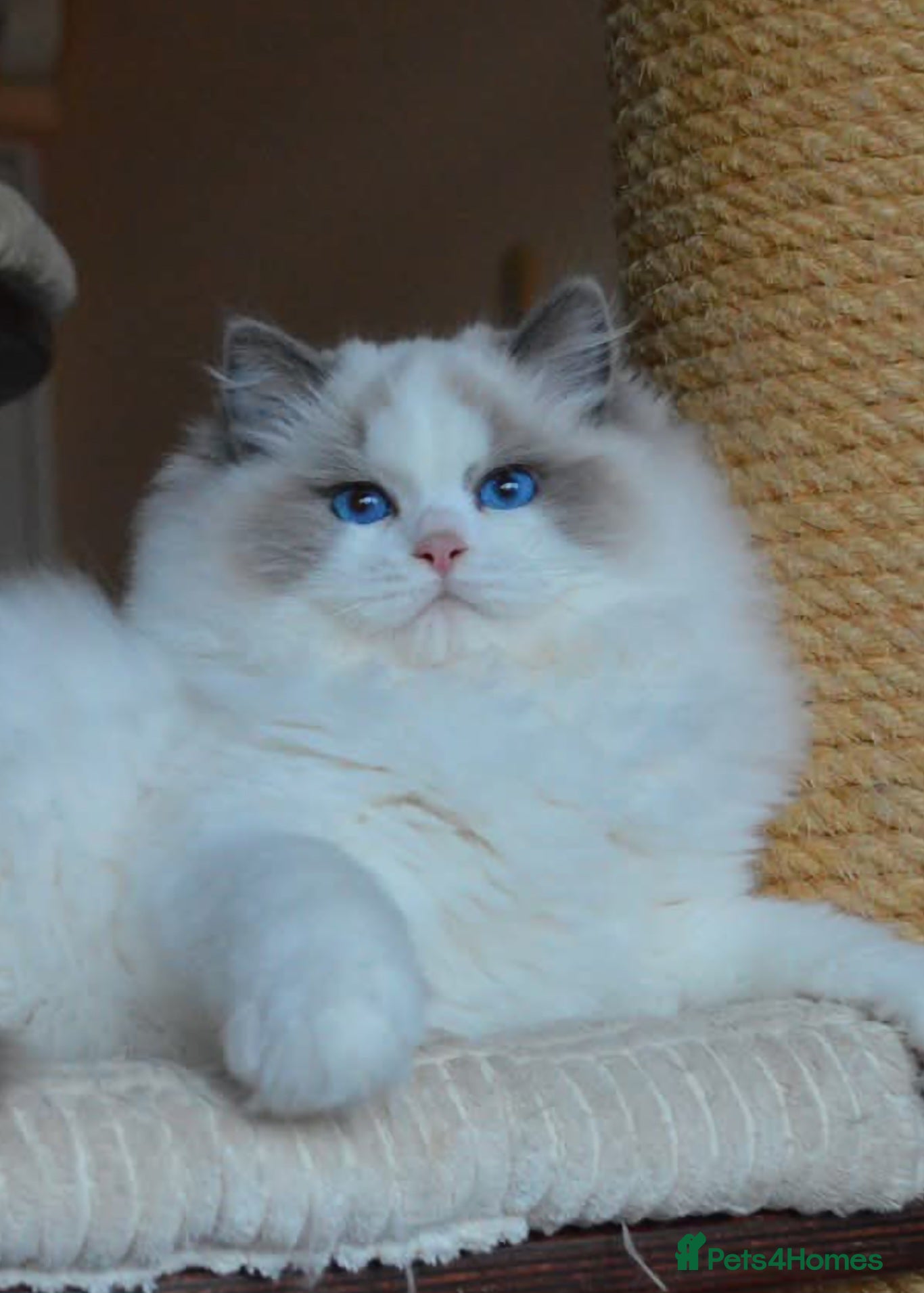 Ragdoll cats 🏆✨️Exclusive kittens from Champion parents🥇🐈 - Advert 1