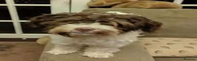Mixed Breed 1