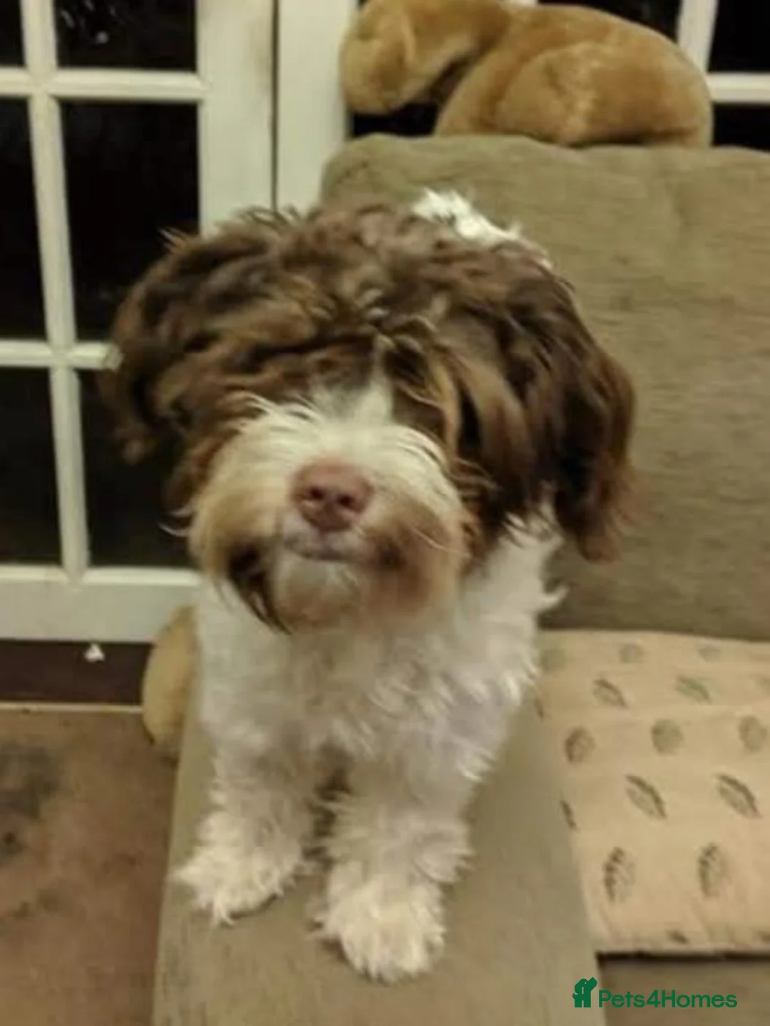 Mixed Breed dogs for sale: Two 7 yo terrier crosses. Half sisters. in Enfield - Advert 2