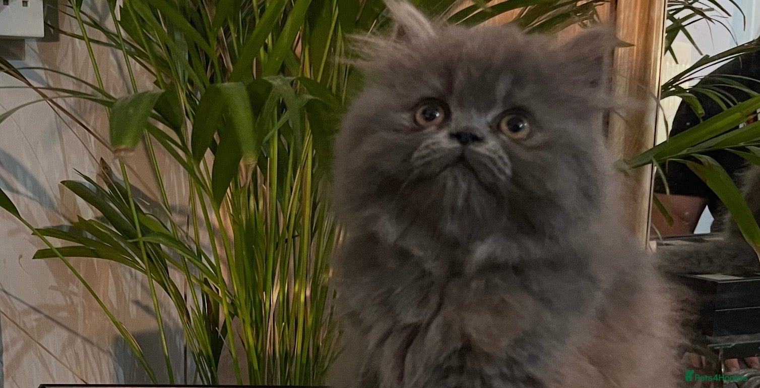 Persian cats Ready Now. Stunning doll faced solid blue Persia  - Advert 1