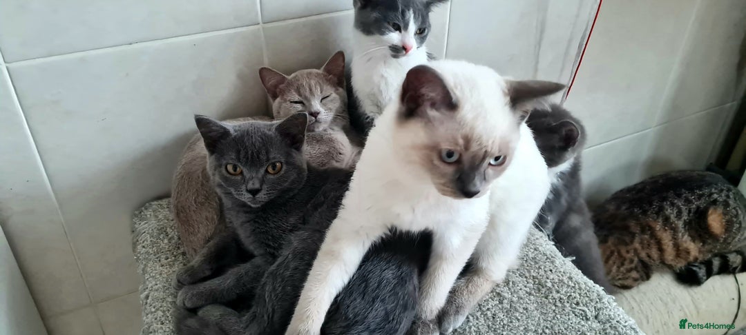 British Shorthair cats for sale: Beautiful Blue British, Lilac, Color point, Tabby  - Image 13
