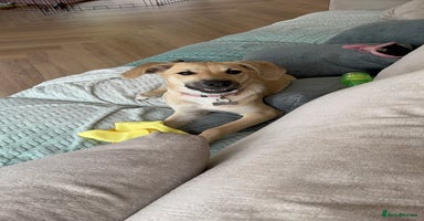Mixed Breed dogs - Advert 15