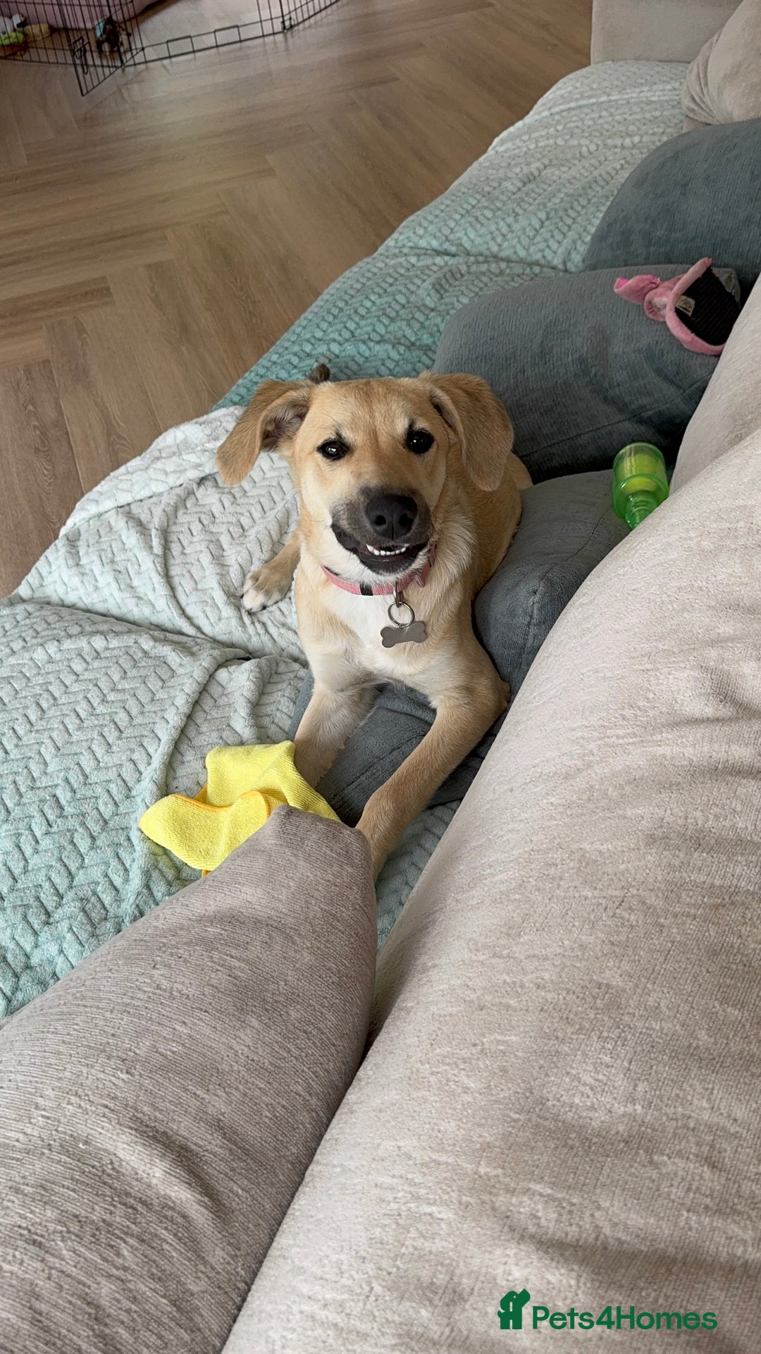 Mixed Breed dogs for sale: Playful 7 Month Pup Looking for Her Forever Home - Image 2