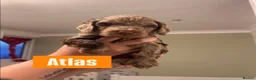 Cockapoo dogs for sale: Last Chocolate F1B Male Cockapoo Available 🧸🤎 - Advert 8