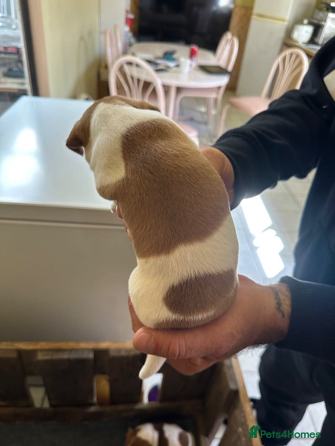 Jack Russell dogs for sale: Socialization jack russell terriers - Image 8