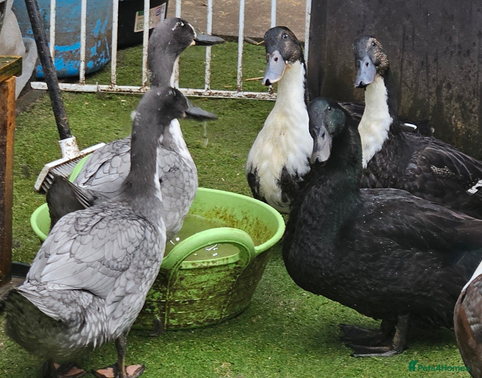 Ducks poultry Mixed beautiful ducks - Advert 12