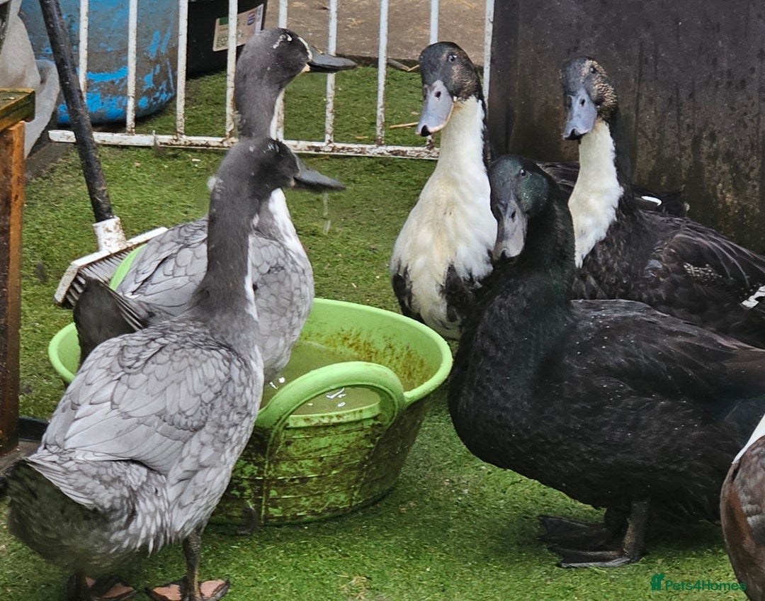 Ducks poultry for sale: Mixed beautiful ducks - Advert 1