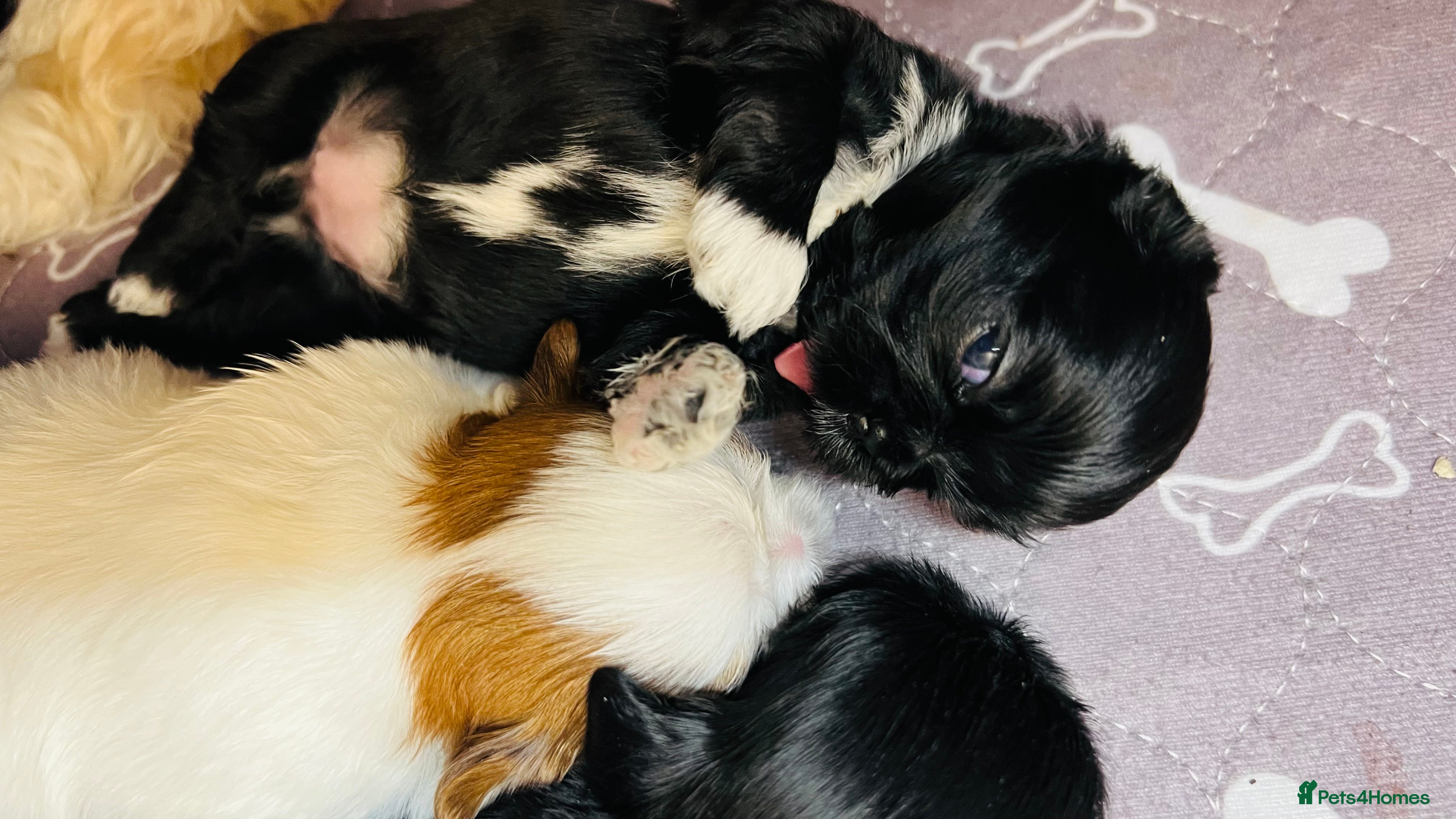 Shih Tzu dogs Shih Tzu Puppies - Advert 4