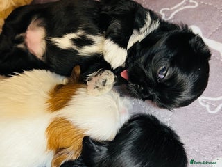 Shih Tzu dogs Shih Tzu Puppies - Advert 4