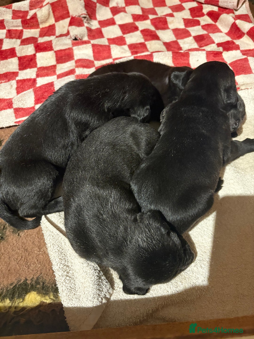 Mixed Breed dogs for sale: Whippet x Bedlington x mixed breed - Advert 8