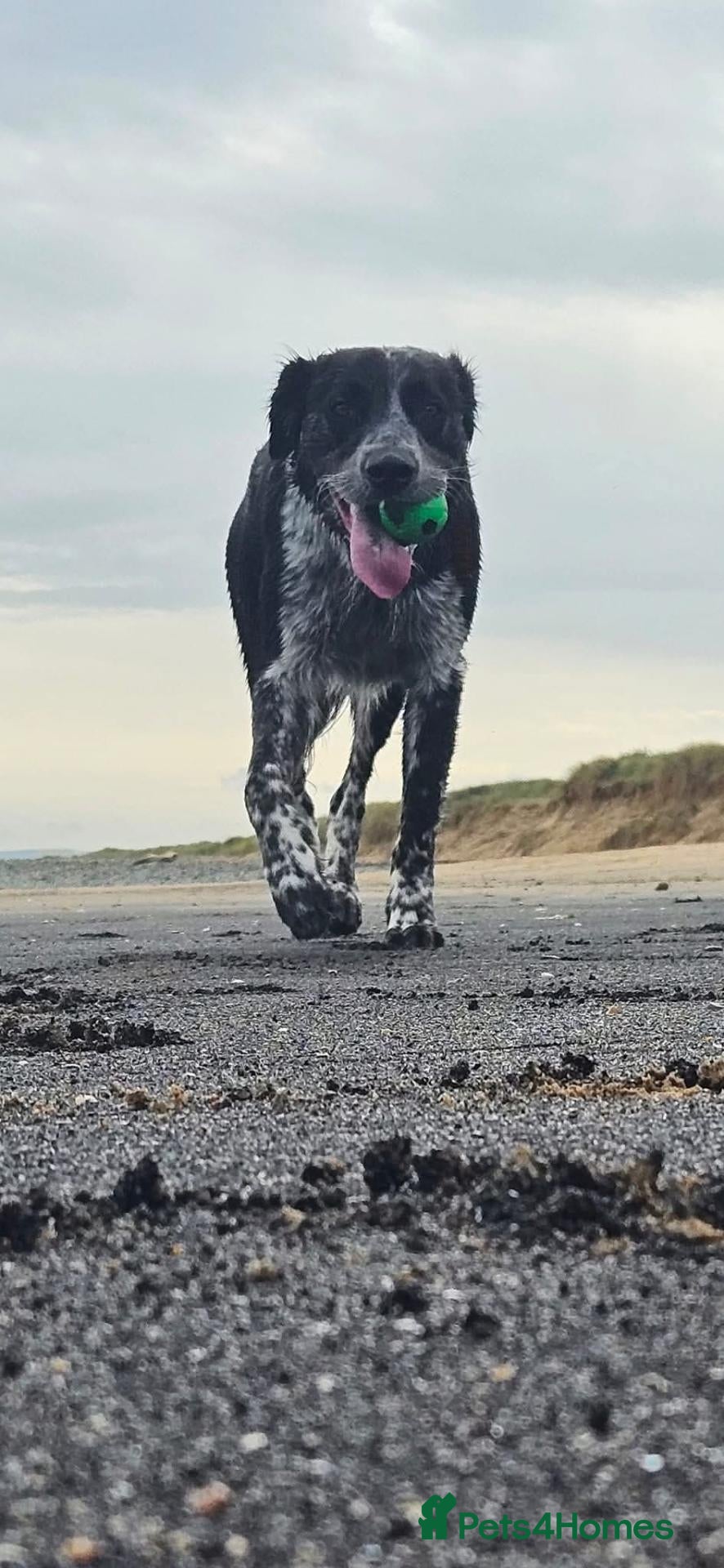 Border Collie dogs Gorgeous border collie for stud  - Advert 2