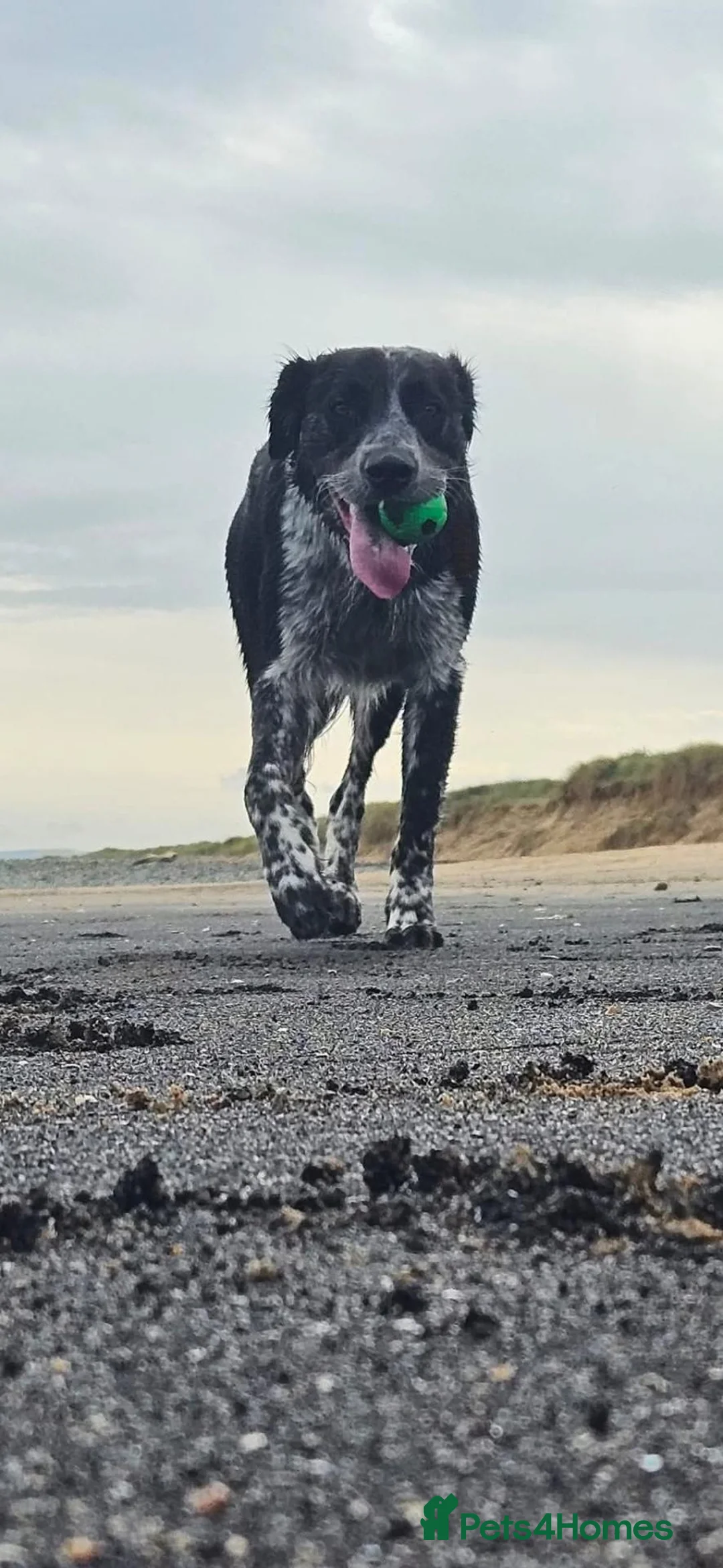 Border Collie dogs for stud: Gorgeous border collie for stud  - Advert 1