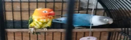 Lovebirds birds for sale: Lovebirds dna'd fischers lovebirds  - Advert 23