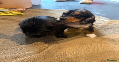 Cocker Spaniel dogs - Advert 16
