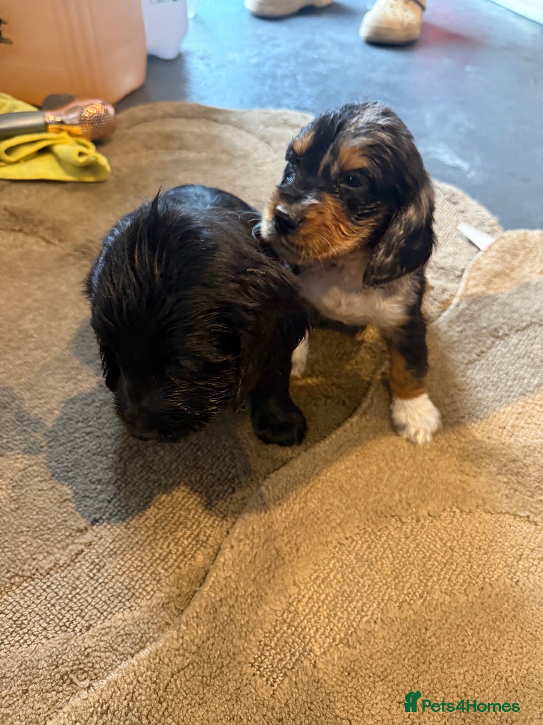 Cocker Spaniel dogs for sale: Cocker spaniels  - Image 3
