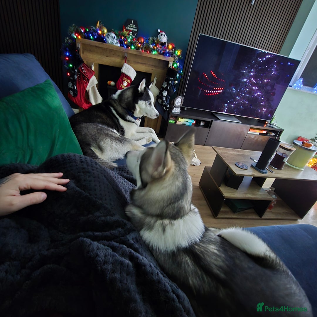 Utonagan dogs for sale: 6 months old Female Husky cross Malamute - Advert 7