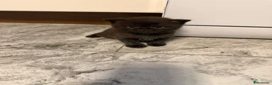 British Shorthair 2