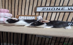 New Zealand rabbits for sale: New Zeland Baby Rabbits  - Image 2