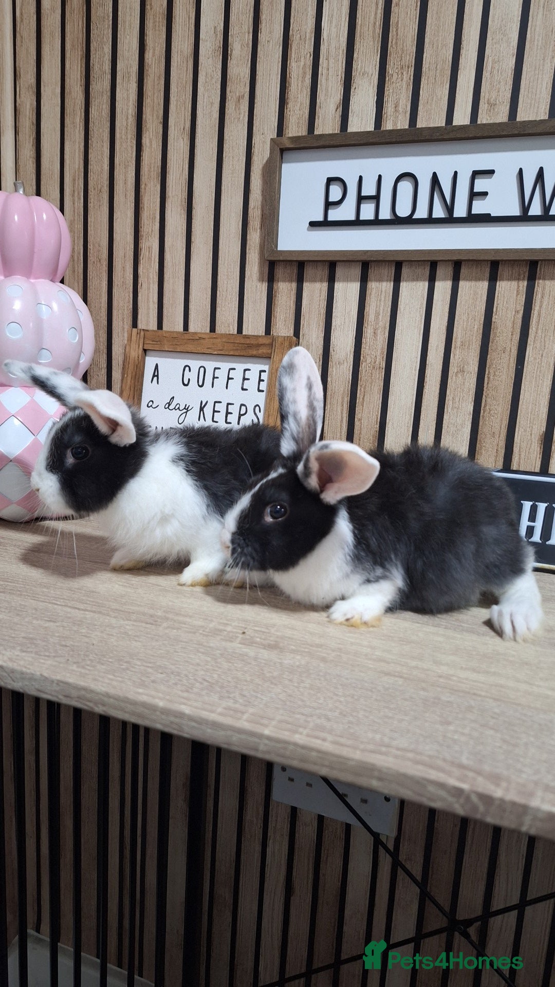 New Zealand rabbits for sale: New Zeland Baby Rabbits  - Image 2