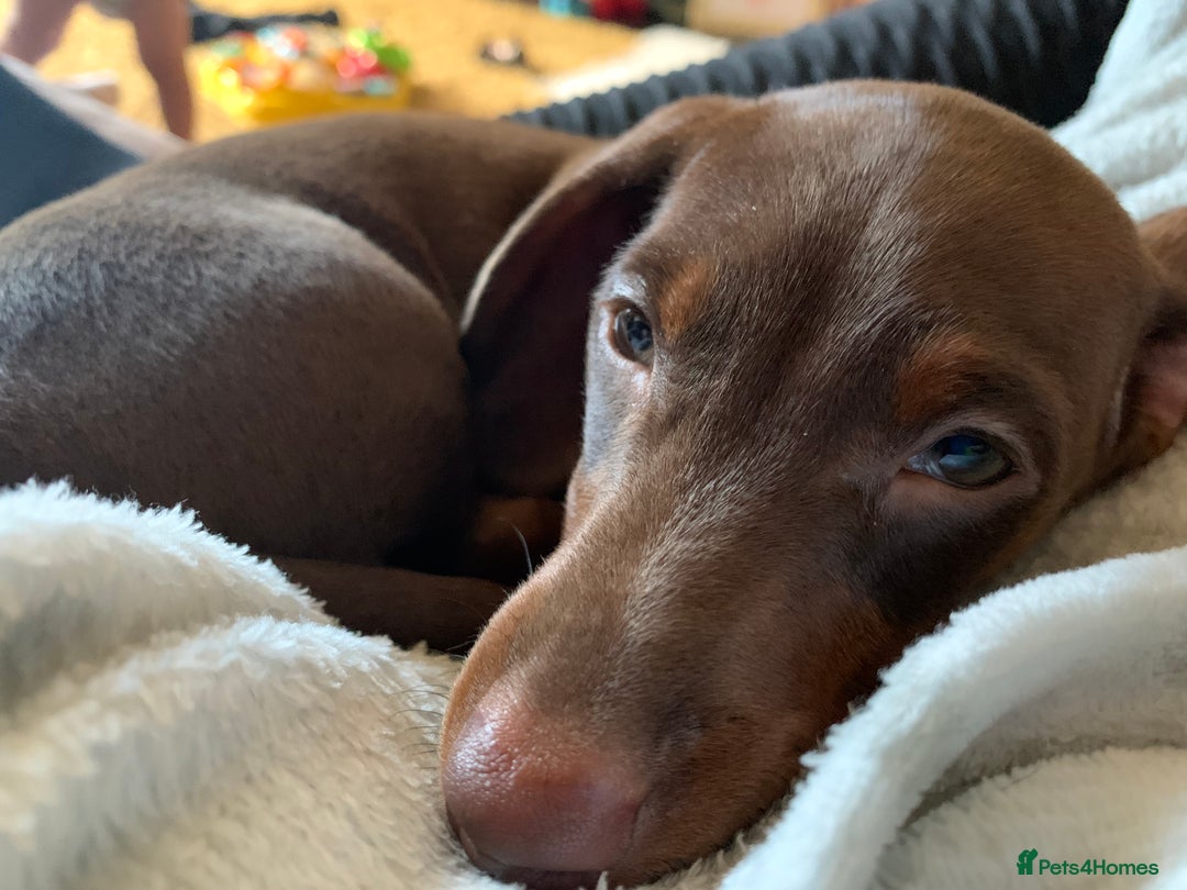 Miniature Dachshund dogs for stud: Miniature Dachshund STUD dog  - Advert 4