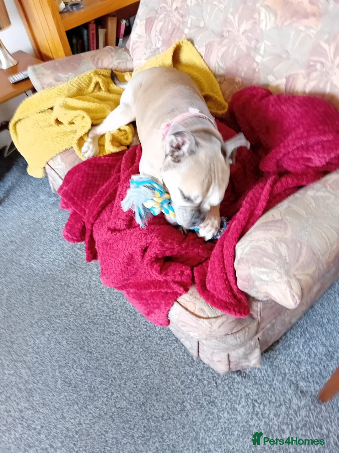 Dorset Olde Tyme Bulldogge dogs for sale: Elsa the olde tyme - Advert 1