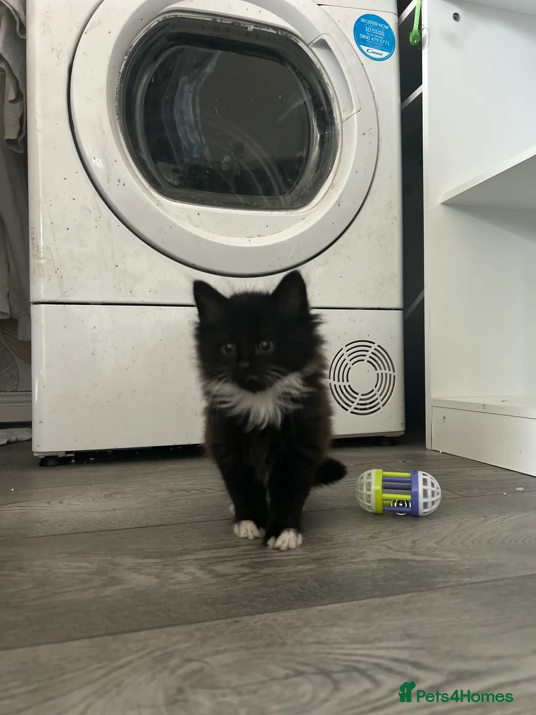 Mixed Breed cats for sale: 3 kittens beautiful little characters  - Advert 2