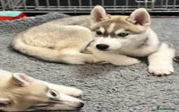 Siberian Husky dogs for sale: Beautiful Siberian Husky - Image 3