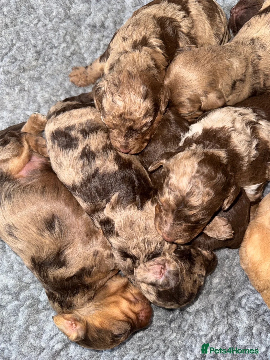 Cockapoo dogs for sale: DNA TESTED, Beautiful Merle cockapoo puppies - Advert 2