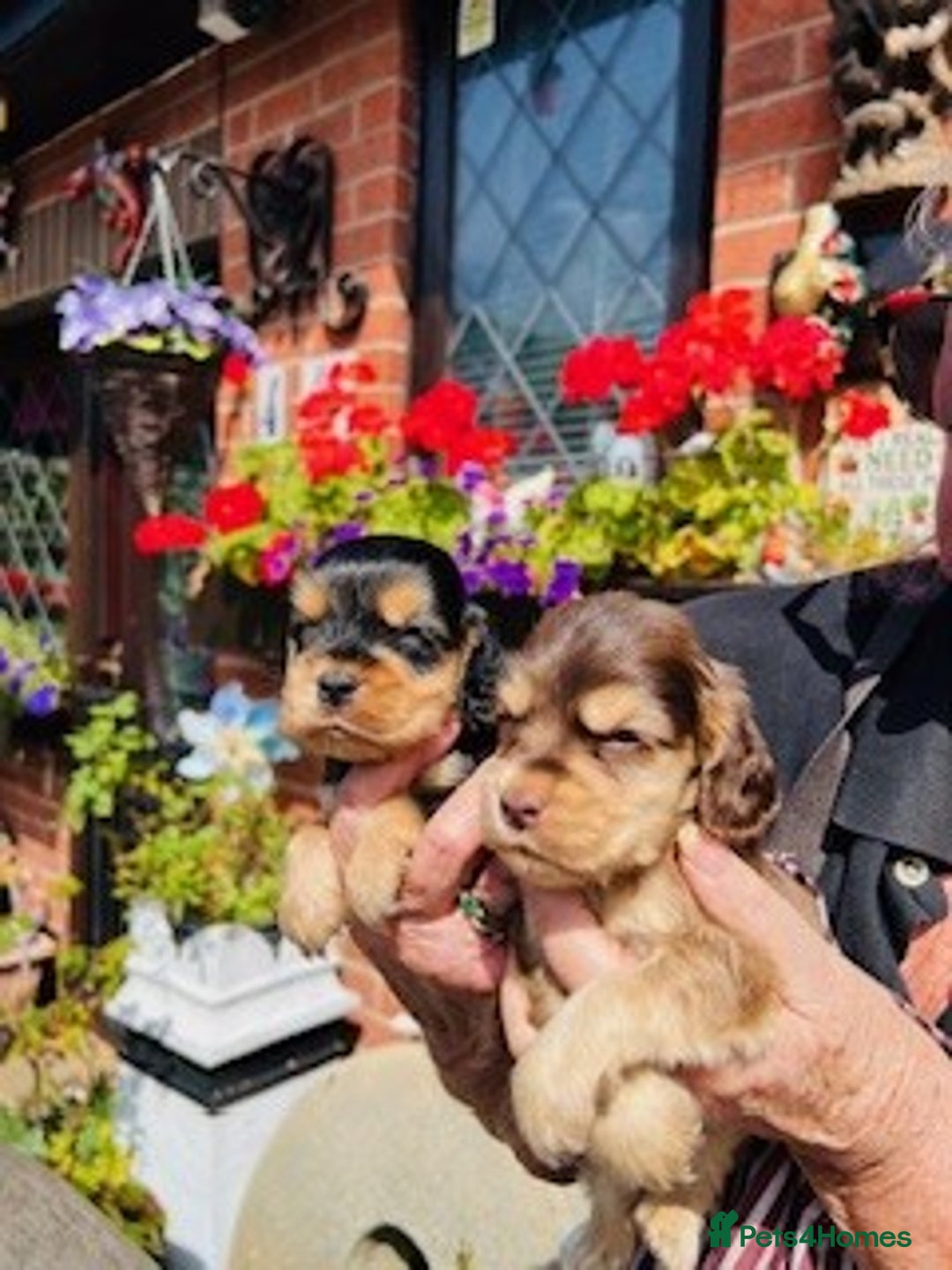 Cocker Spaniel dogs for sale: lyncham cocker spaniels - Image 8