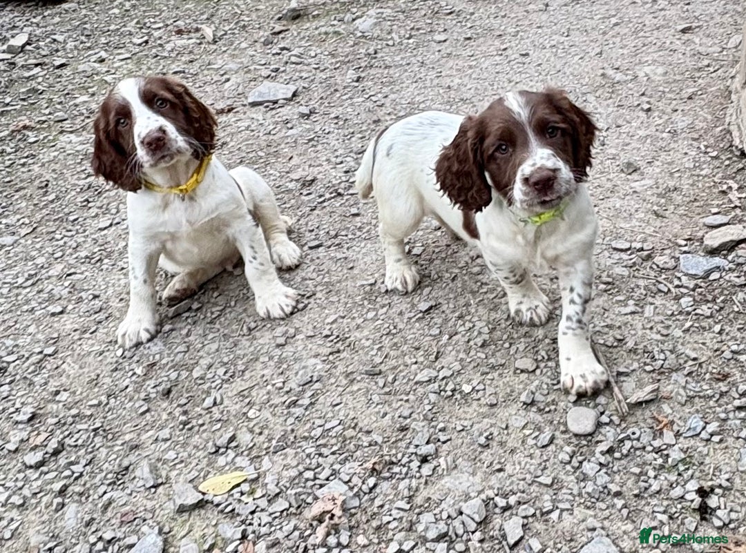 English Springer Spaniel dogs for sale: GAMEKEEPER BRED SPRINGER SPANIEL PUPS - Image 21