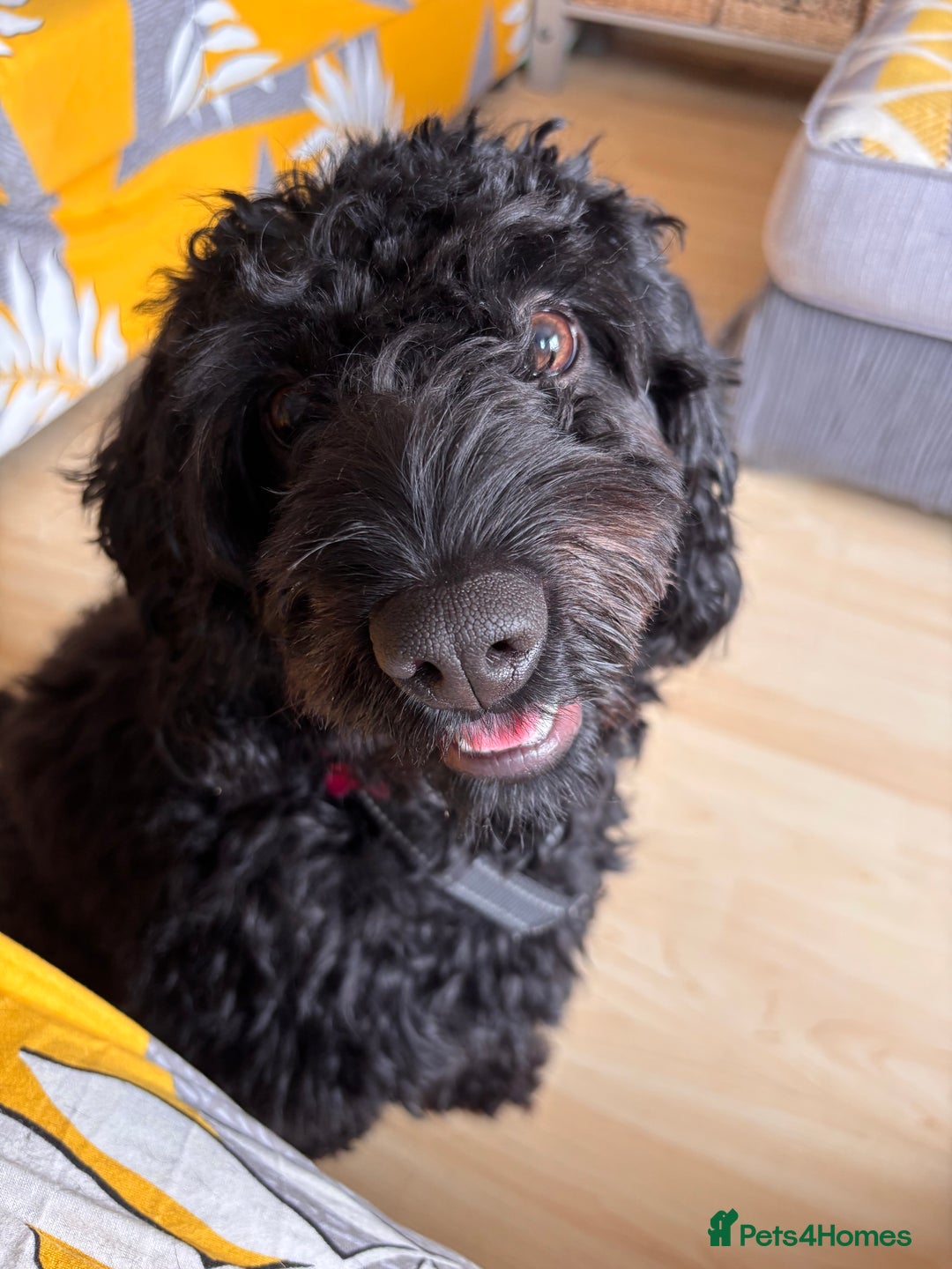 Cockapoo dogs for sale: Female Cookapoo for lovely family home - Advert 3