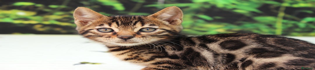 Bengal Kitten 1