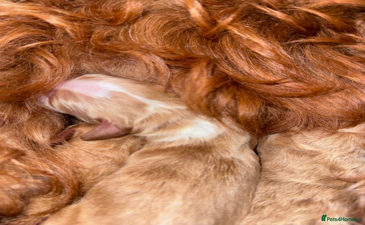 Double Doodle dogs - Advert 1