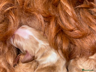 Double Doodle dogs - Advert 1