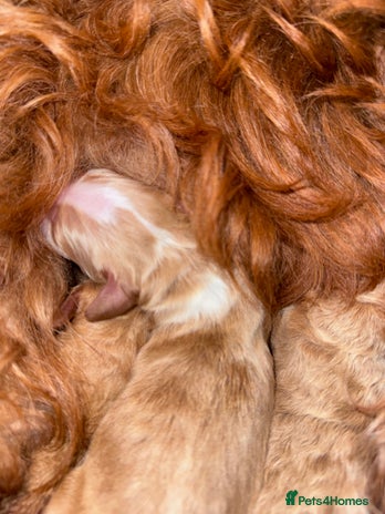 Double Doodle dogs - Advert 1