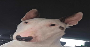 Miniature Bull terrier dogs - Advert 8