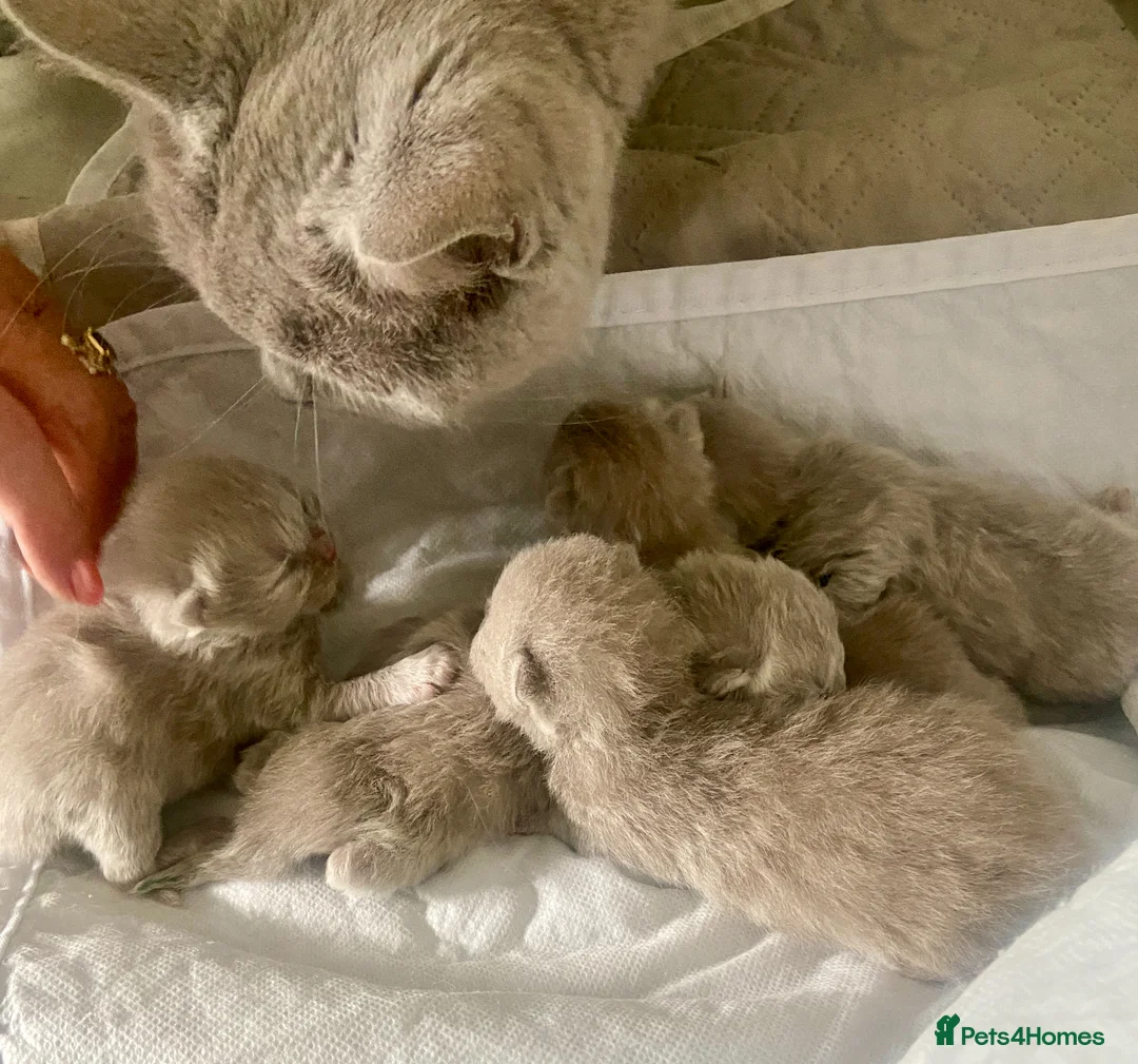 British Shorthair cats for sale: HEALTH TESTED LILAC BRITISH SHORTHAIR KITTENS - Advert 9