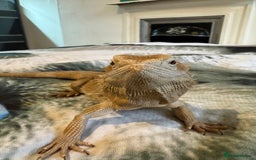 Dragon reptiles for sale: Beared dragon can come with vivarium  - Image 1