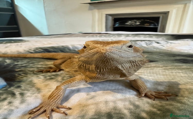 Dragon reptiles - Advert 1
