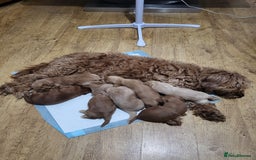 Cockapoo dogs for sale: F1B Cockapoo puppy's x6 stunning colours - Image 17